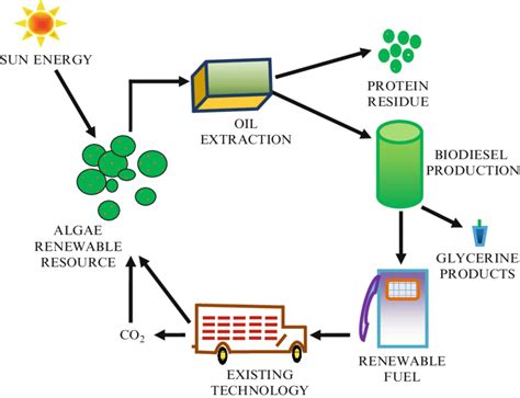 Biofuel Mysteries Unveiled: Exploring the Science of Renewable Energy